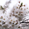 Cherry Blossom Closeup 1